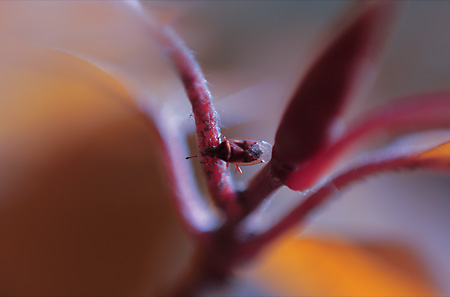 il piccolo mondo - Foto di Alessandro Fais